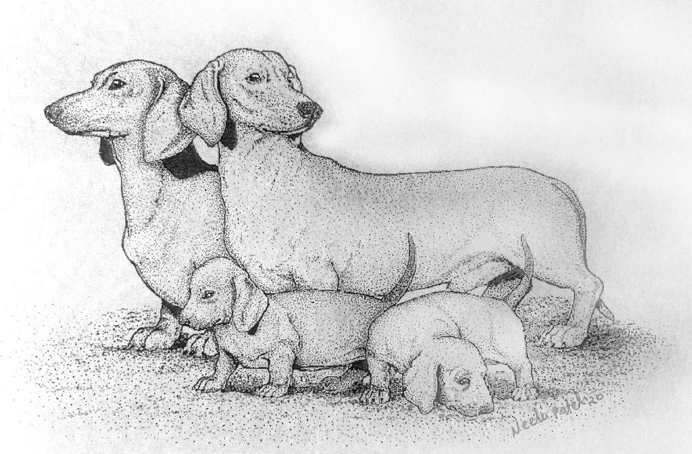 Dachshund Family